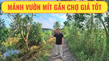 Vườn mít gần chợ giá tốt tại Vĩnh Long | Nhà Đất Miền Tây