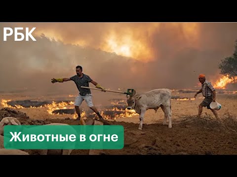 Тысячи животных погибли в пожарах в Турции и Греции. Как спасают раненых и голодных зверей