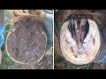 Horse Hoof RESTORATION // Satisfying // HORSE HOOF TRIMMING