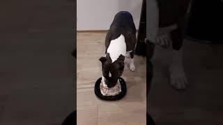 Amstaff Girl Birthday