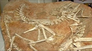 Geschmuggelte Dinosaurier-Fossilien sollen in Mongolei zurückkehren