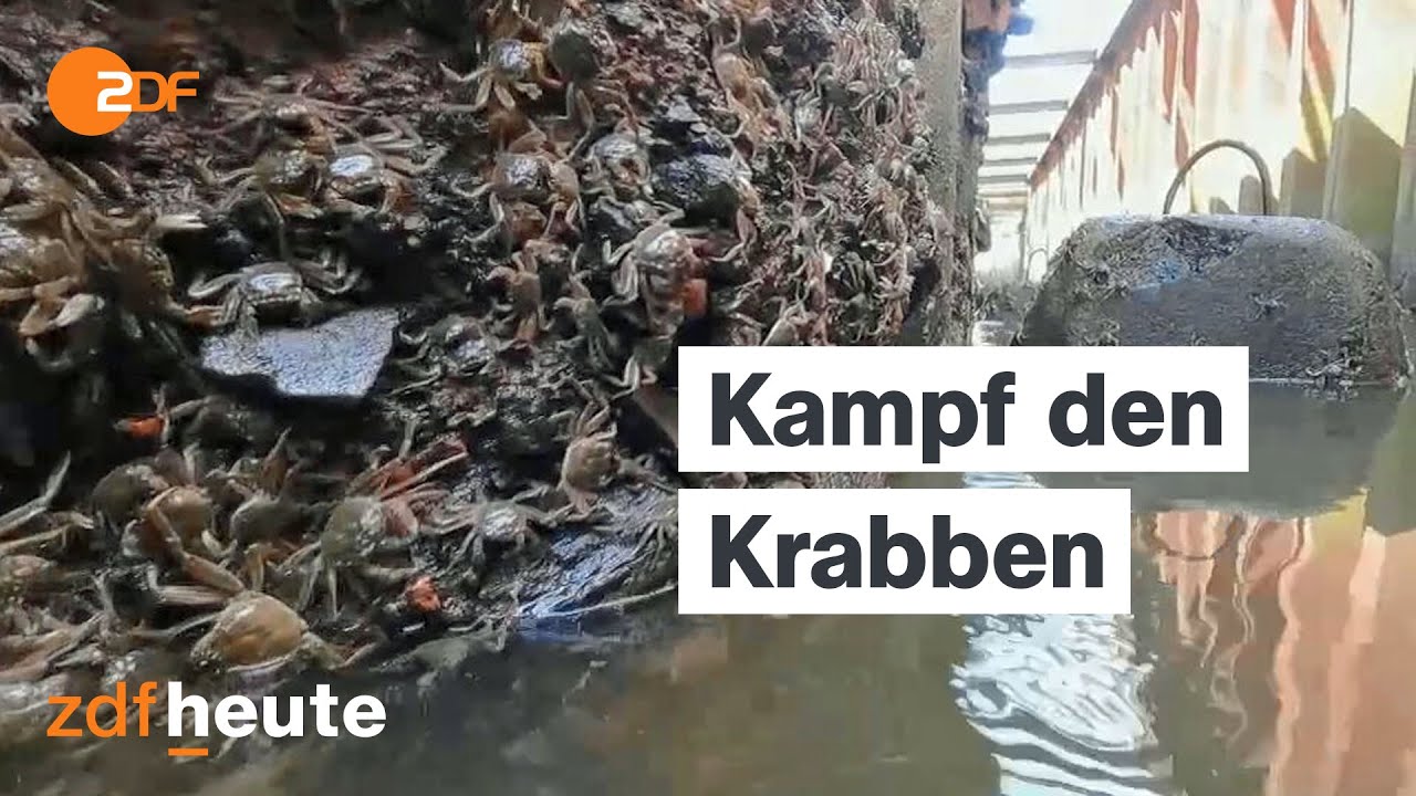 Mit neuen Fallen gegen die Invasion der Wollhandkrabben
