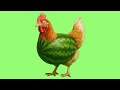 Chicken Watermelon Chicken Banana Parody
