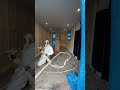 Satisfying Timelapse of insulating a room