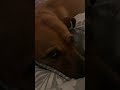 Doggo