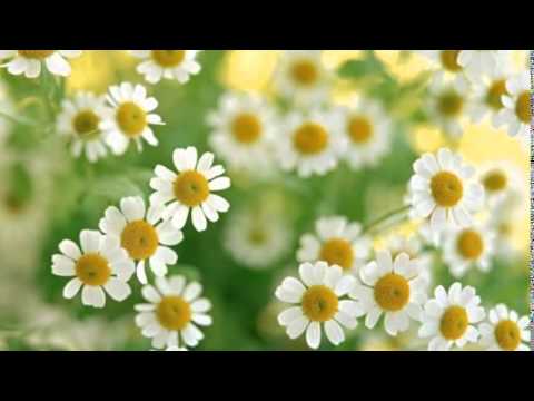 Земфира Ромашки