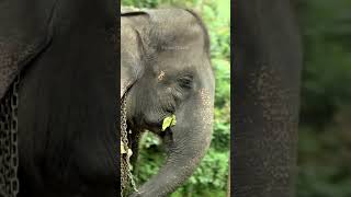 Who knows the world biggest animal in the land  #elephantconservation #srilankananimals # #elephant