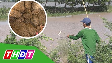 Câu ếch đồng mùa nước nổi | THDT