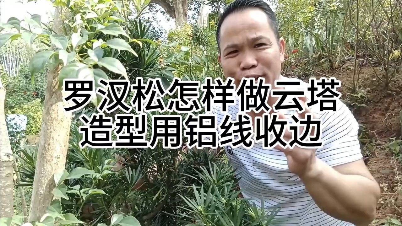 罗汉松怎样做云塔造型用铝线收边 #罗汉松造型 #罗汉松基地
