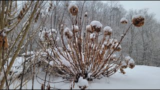 Fantasy Ambience ✨ Winter Wind Chimes & Blizzard Sounds