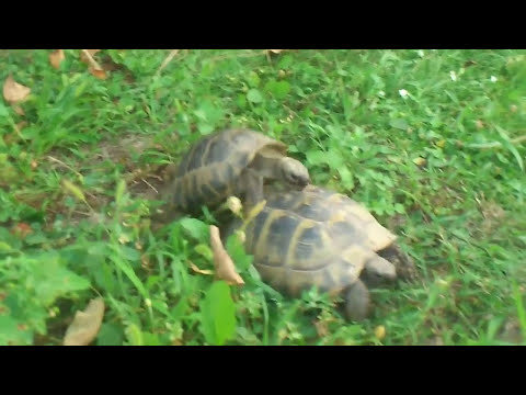 Видео: Как да определим вида на костенурката