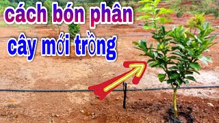Kỹ Thuật Bón Phân CAM, BƯỞI Cây Mới Trồng/Giai Đoạn Rễ Còn Non/Cực Quan Trọng