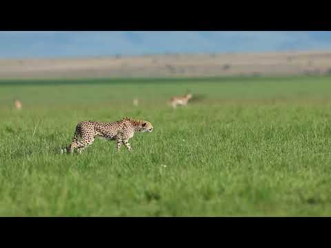 Nashipai S 3 Daughters Hunt A Baby Gazelle