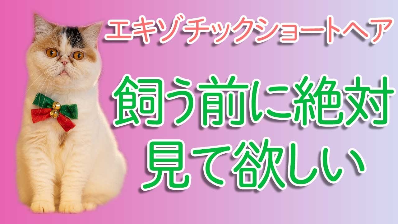 エキゾチックショートヘアってどんな猫種 性格 特徴 歴史 注意点解説 Youtube