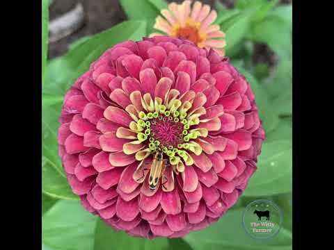 Video: Zinnia 'Queen Lime' Info: Queen Lime Zinnia Care and Growing Requirements