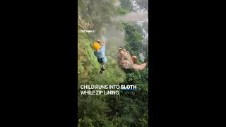 Child runs into sloth while zip lining through rainforest