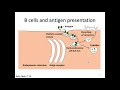 Immunology Fall 2019 Lecture 16: MHC Class II Antigen Processing