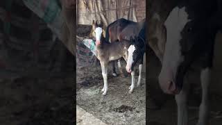 champion 🏆 #nukraghoda #animalshorts #sansansehorhorse #horse #horseriding #breeder