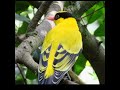 The black naped oriole.  #nature #animals