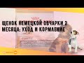 Щенок немецкой овчарки 2 месяца: уход и кормление