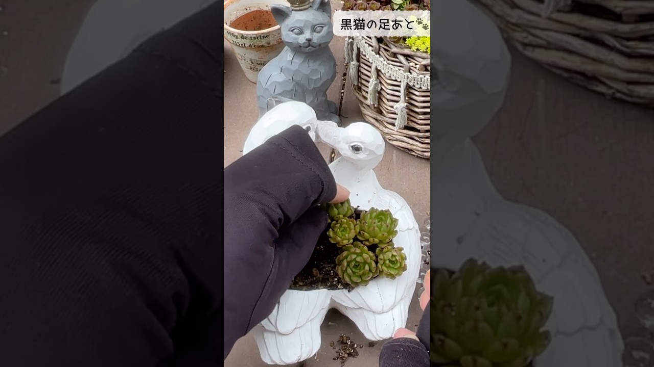 アヒルさんに寄せ植え? - YouTube