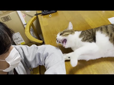 里親さん宅で猫にガブガブ噛まれるお父さん