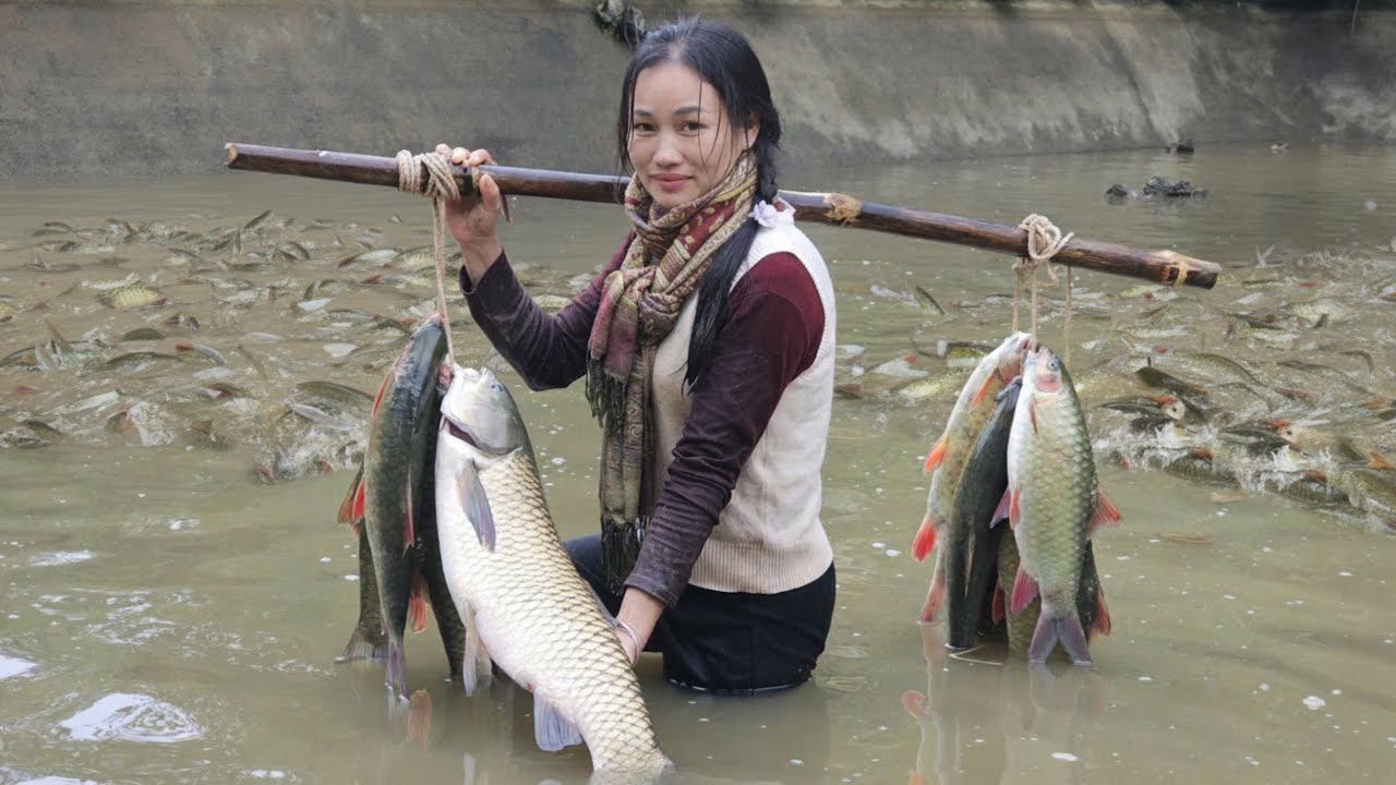 Harvesting Fish From a Large Pond | Selling the Catch & Making Chicken Nests | Ly Phuc An