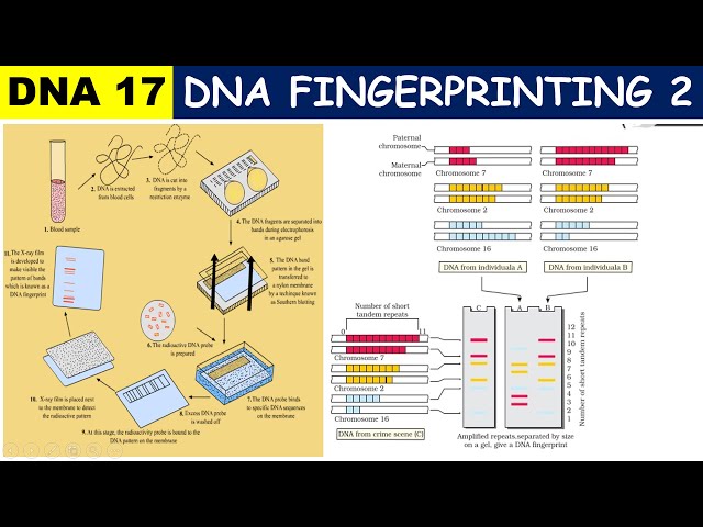 Process Of Dna Fingerprinting Diagram