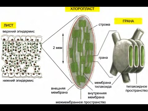 Хлоропласты и фотосинтез