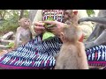 Mom kt goes bananas by feeding all monkeys everyday  mindblowing