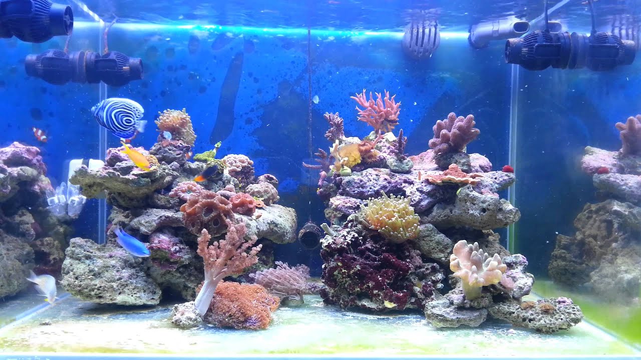 Reef tank acquario marino di barriera - YouTube