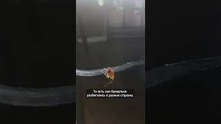 Сотрудники онлайн казино столкнулись с нашествием клопов. #lsmplus