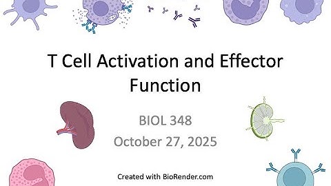 Immunology Fall 2025: Lecture 23 T cell Activation Part 2