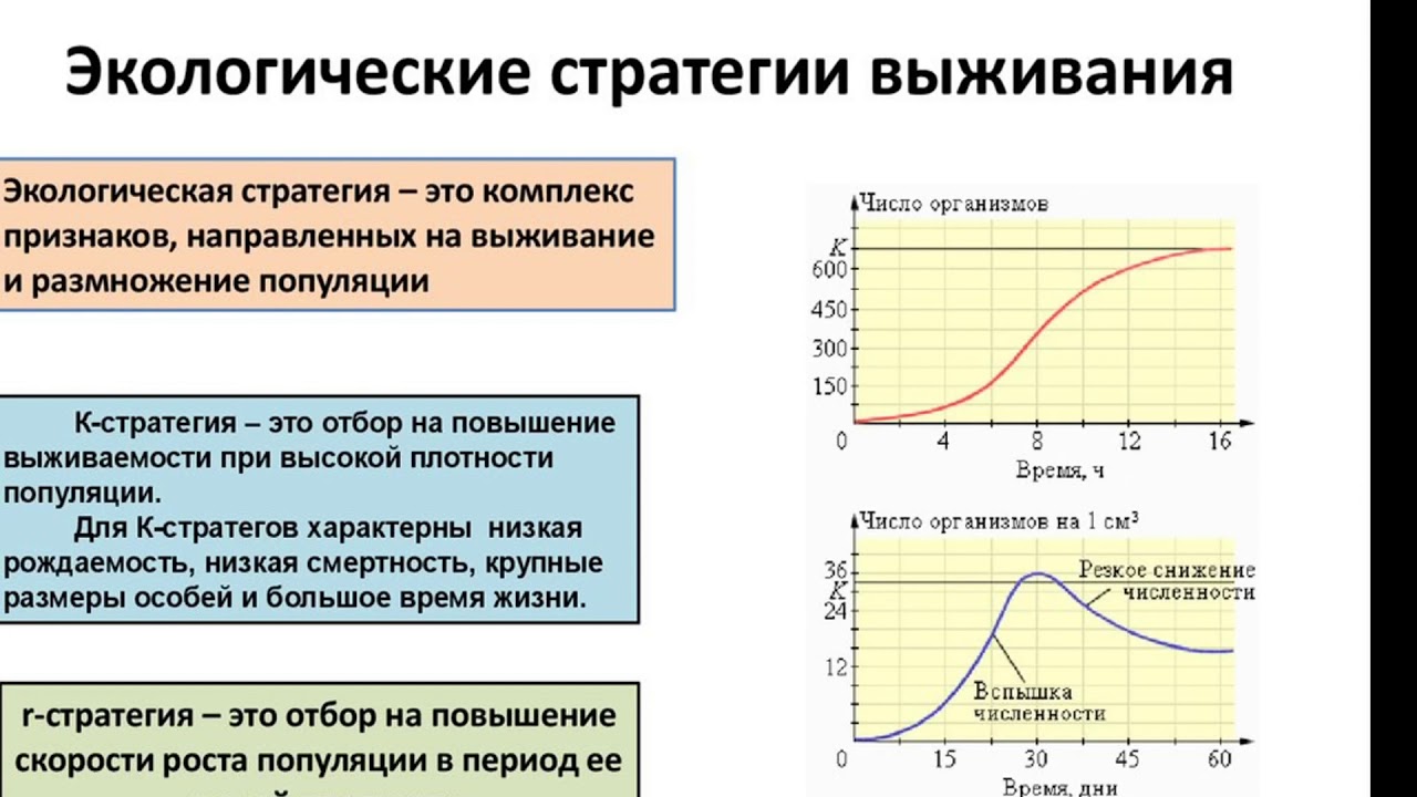 Как связаны плодовитость продолжительность жизни и размеры. Стратегии выживания экология. Стратегии выживания популяций в экологии. Экологические стратегии выживания примеры. Кривые выживания популяции стратегии выживания.