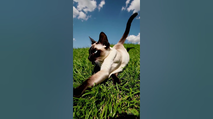 A sziámi cica tényleg beszél veled? 😺💬 #dorombolt #shorts #sziámimacska #cicásérdekesség