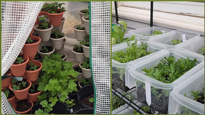 DOLLAR TREE'S GREENHOUSE HACK AND ALDI'S GREENHOUSE UPDATE. #aldishopping #dollartree #hacks