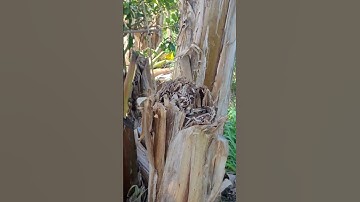 Super sharp tool for cutting banana stems -Agriculture farming #shorts