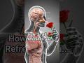 How Rose🌹Smell Spreads In Your Body #3D visualization#3DVideo #AromaTherapy #SmellScience #Shorts