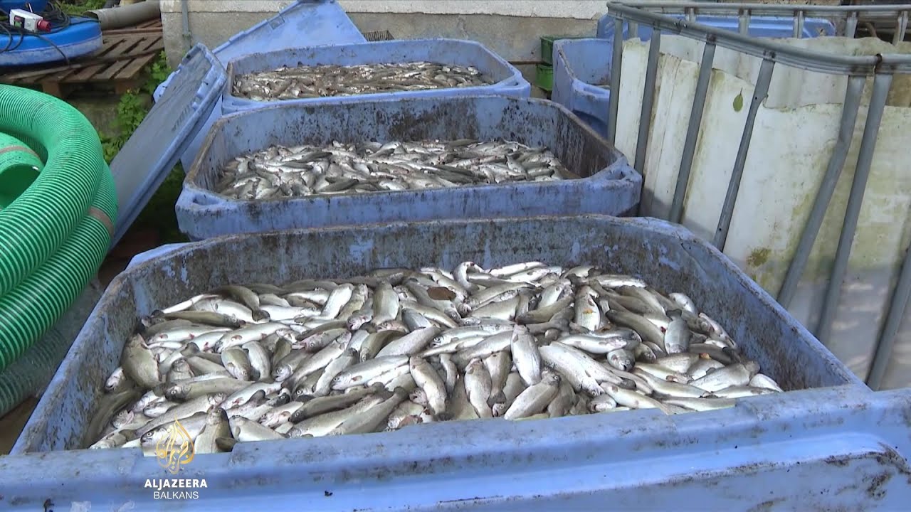 Više od šest tona ribe uginulo u ribnjaku kod Šipova