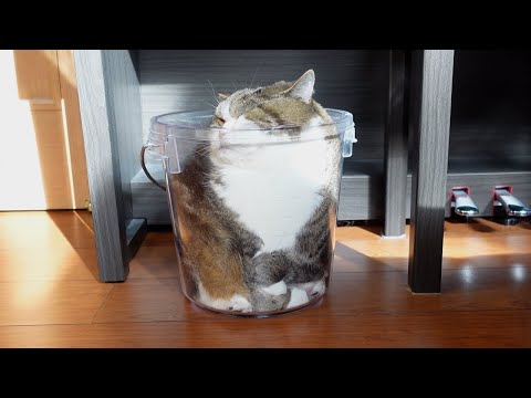 溶けてるねこ。-Maru is melting.-