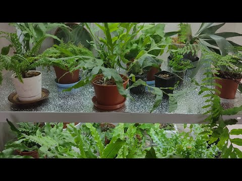 Мои папоротники 🌿 Обзор папоротников на стеллаже. Весна 2023