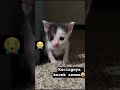 kucing yg trakhir🤣 #cat #kucinglucu #funny #fypシ