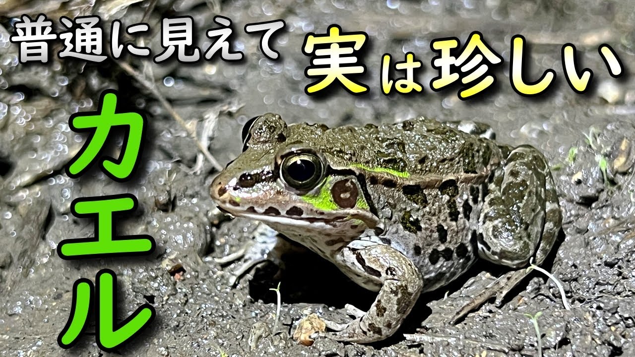 4月のカエル君 福ダルマガエル 4月のカエル君 福ダルマガエル