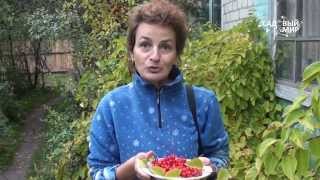 Лимонник китайский. Секреты выращивания. Лимонник китайский. Секреты выращивания.