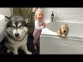 Adorable Baby Gives Golden Retriever Puppy Has His First Bath! (Cutest Ever!!)