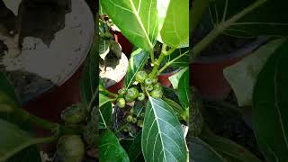 Fig plant /Anjeer plant /fig /anjeer /tropical /fruit /plant /youtube /viral /shorts /video