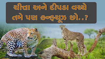 Difference Between Leopard and Cheetah | દીપડા અને ચીત્તા વચ્ચેનો ફર્ક | ZEE 24 Kalak