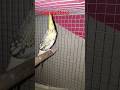 cocatail bird happy happy#youtube #viral #ytshorts
