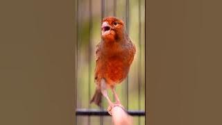 kenari roll tembak speed pedas