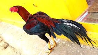 Long Tail Parrot Beak Aseel Rooster Breeding farm progress 001155